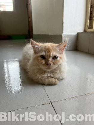 persian cat kitten